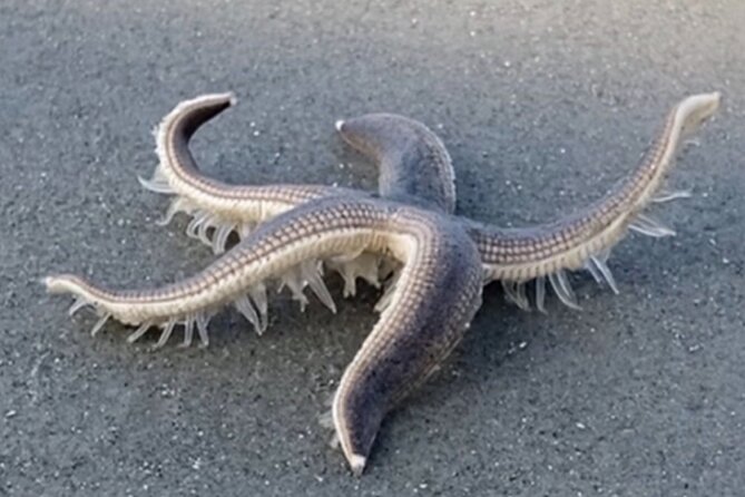 Vanishing Mile Isle Beachcomber Tour - Learning About the Local Ecosystem