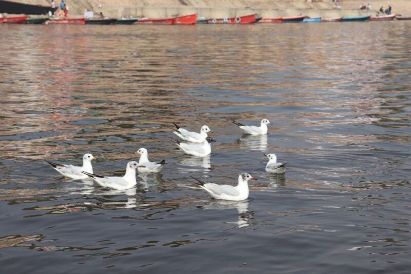 Varanasi: Private Guided Tour of Varanasi and Sarnath - Itinerary and Highlights