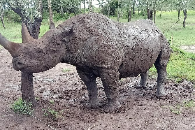 Vegans Special Safari - Taking in Kenyan Vegan Culture