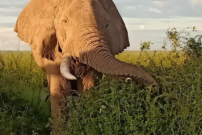 Vegans Special Safari - Booking and Planning Your Vegan Safari