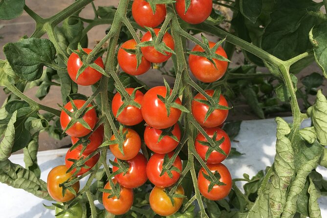 Vegetable Harvesting and Food Culture Experience in Yamada Town - Key Points