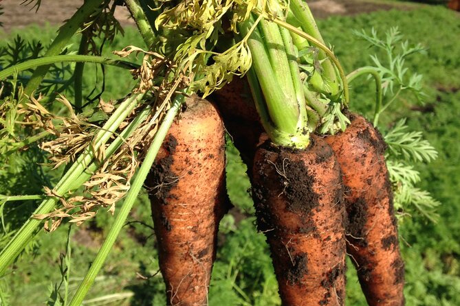 Vegetable Harvesting and Food Culture Experience in Yamada Town - Concluding the Memorable Experience
