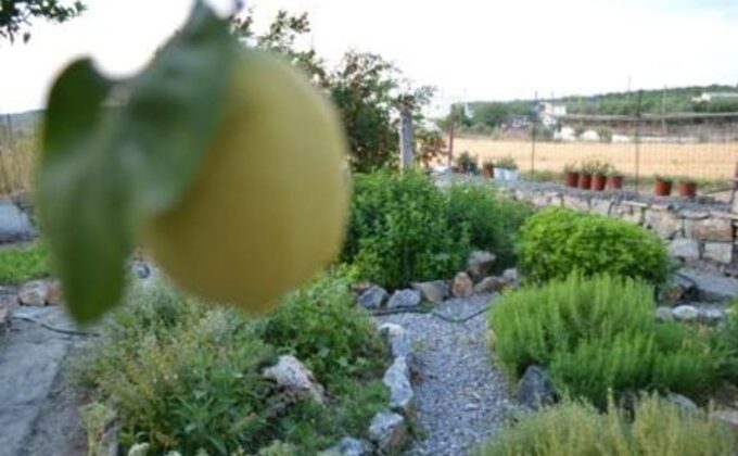 Vegetarian Cretan Cooking Class and Dinner in Rethymno - Preparing for the Class