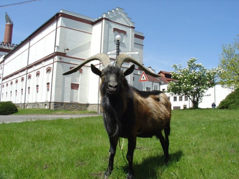 Velke Popovice: Kozel Brewery Tour With Beer Tasting - Key Points
