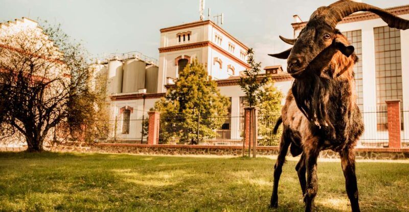 Velke Popovice: Kozel Brewery Tour With Beer Tasting - Brewery History and Mascot