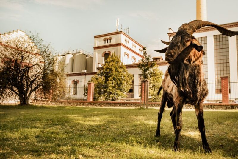 Velke Popovice: Kozel Brewery Tour With Beer Tasting - Brewery House and Lager Cellars