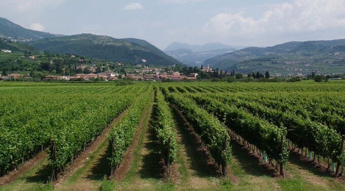 Veneto: Amarone Cooking and Tasting Experience in a Villa - Wine Tasting and Education