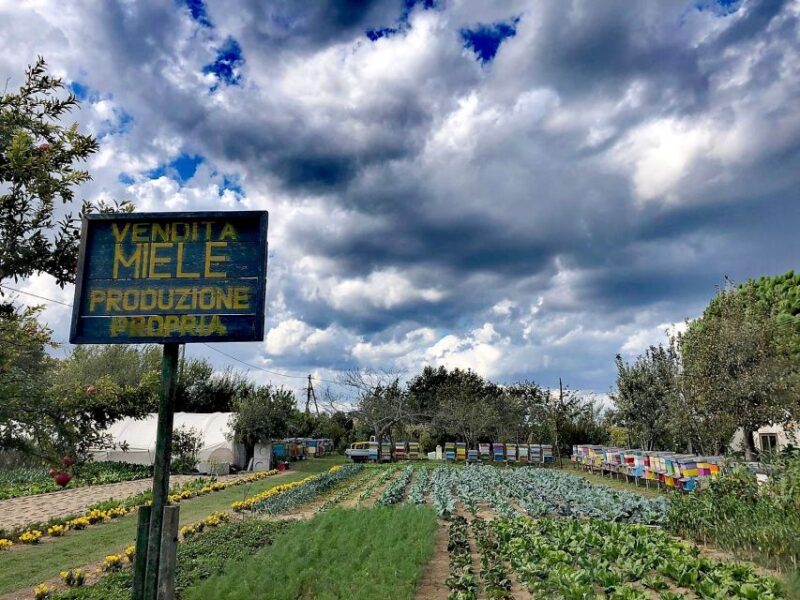 Venice: Bike Tour Honey & Artichockes on Sant'Erasmo Island - Key Points