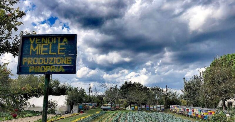 Venice: Bike Tour Honey & Artichockes on Sant'Erasmo Island - Itinerary Details