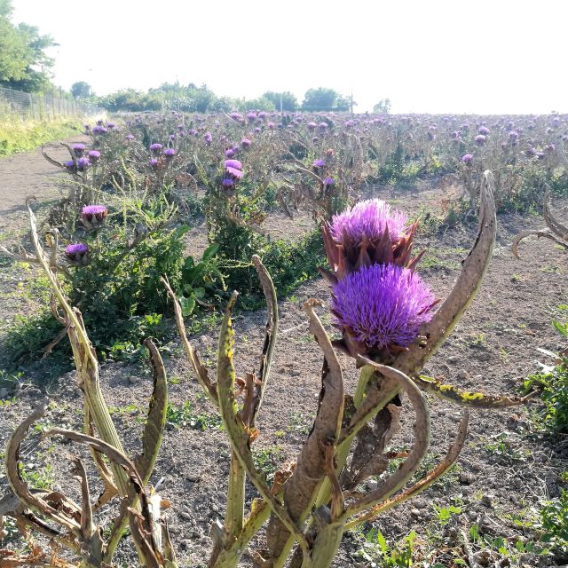 Venice: Bike Tour Honey & Artichockes on Sant'Erasmo Island - Inclusions and Requirements