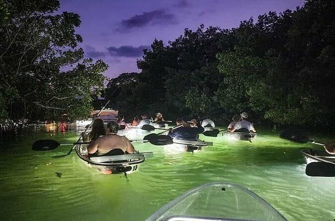 Venice Clear Kayak Glass Bottom LED Night Tour - Final Thoughts: Who Will Love This Tour?