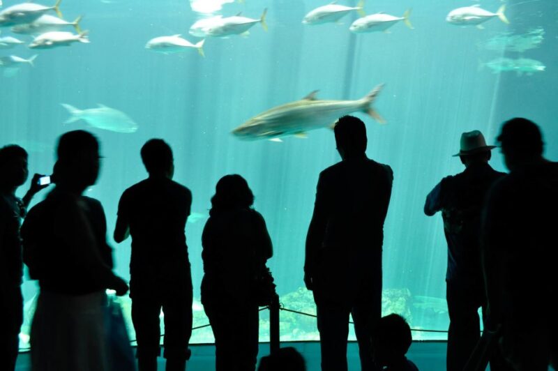 Veracruz: 5-Attraction Tour With Aquarium and Boat Tour - Key Points