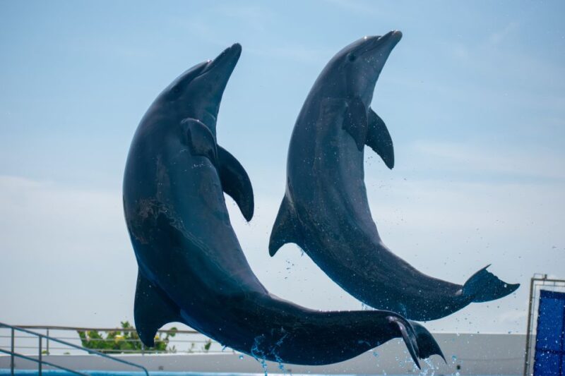 Veracruz: 5-Attraction Tour With Aquarium and Boat Tour - Included in the Tour