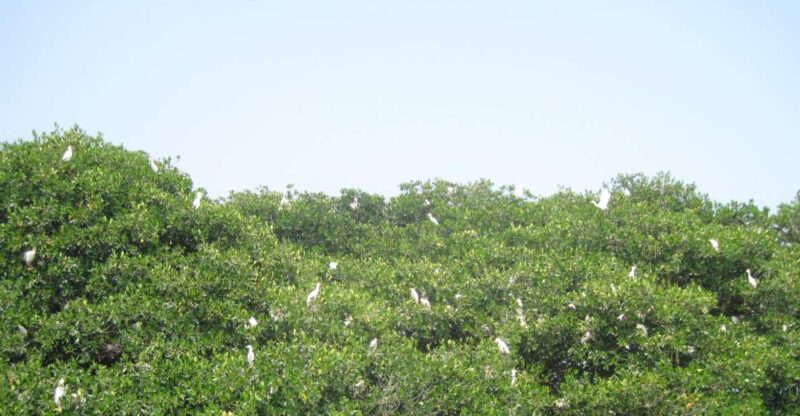 Veracruz: City Tour With Mandinga Boat Ride - Key Points