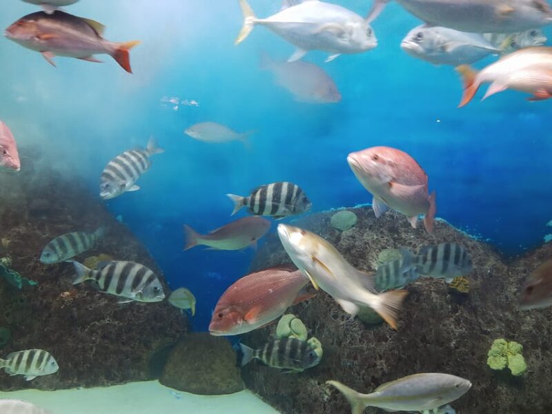 Veracruz: Guided City Tour With Ulua + Aquarium Visit - Stroll Along the Malecon