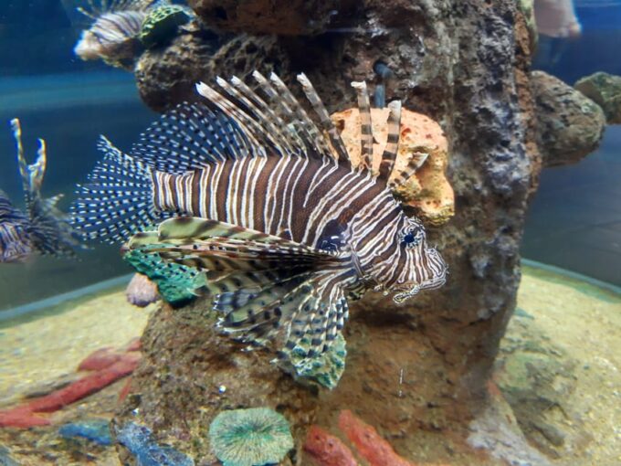 Veracruz: Guided City Tour With Ulua + Aquarium Visit - Preparation and Recommendations