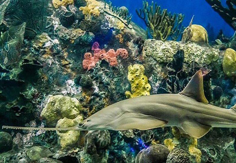 Veracruz: Panoramic Sightseeing City Tour and Aquarium - Key Points
