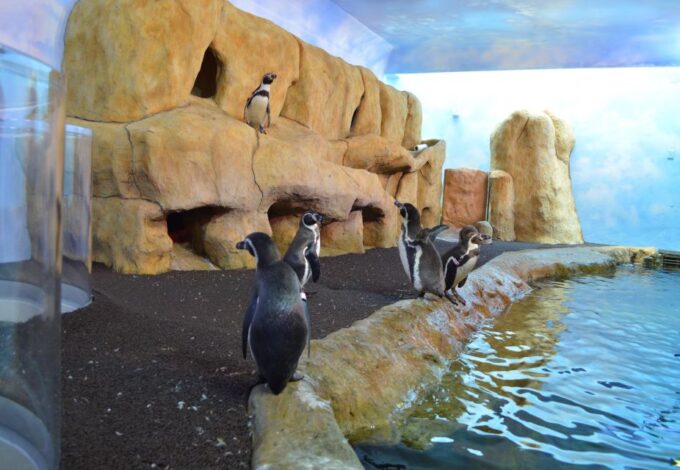 Veracruz: Panoramic Sightseeing City Tour and Aquarium - What to Bring and Restrictions