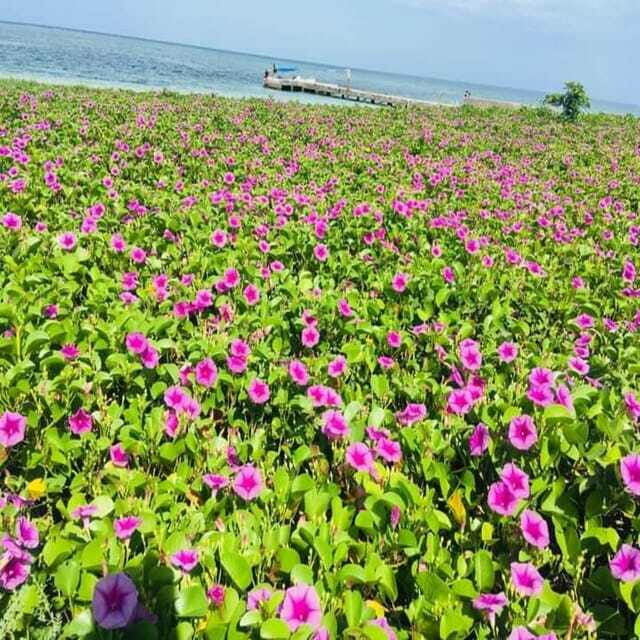 Veracruz: Snorkeling Adventure at Isla de En Medio - FAQs