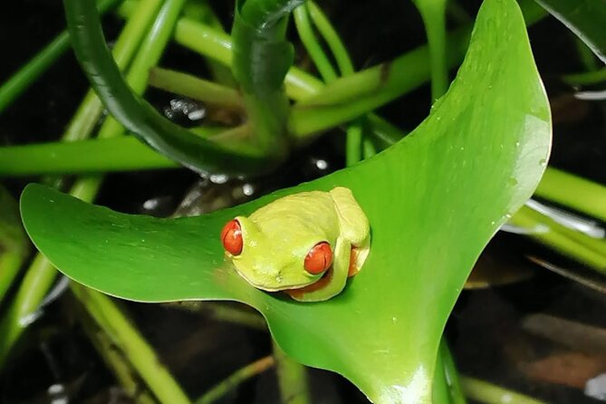 Veragua Rainforest Eco-Adventure & Aerial Tram - Exploring the Rainforest Trails