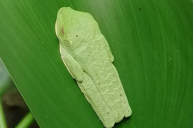 Veragua Rainforest Eco-Adventure & Aerial Tram - Butterfly, Frog, and Reptile Exhibits