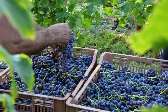 Verona: Amarone Wine Tour With Gourmet Lunch in Roman Villa - Venetian Renaissance Architecture