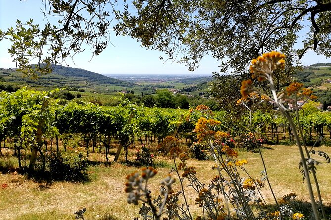 Verona - Cellar Tour and Tasting of NATURAL WINES - Highlights of the Experience
