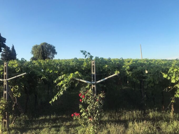 Verona: Custoza E-bike Tour - Custoza Wine Tasting