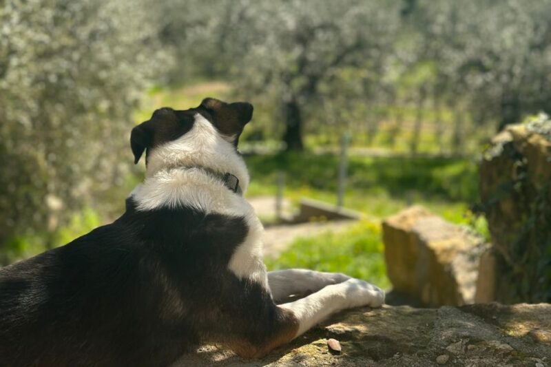 Verona: Family-Run Valpolicella and Amarone Wine Tour - Highlights and Inclusions