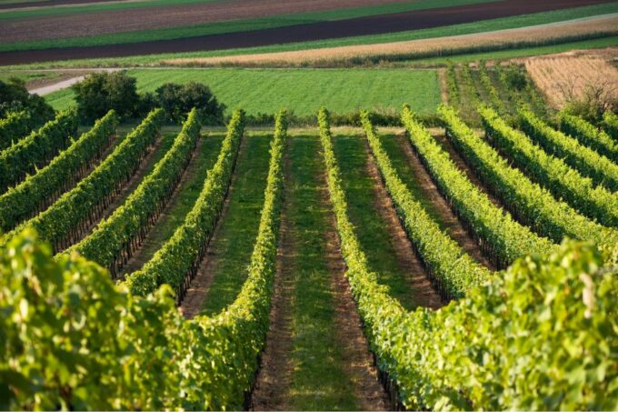 Verona: Family-Run Valpolicella and Amarone Wine Tour - Frequently Asked Questions