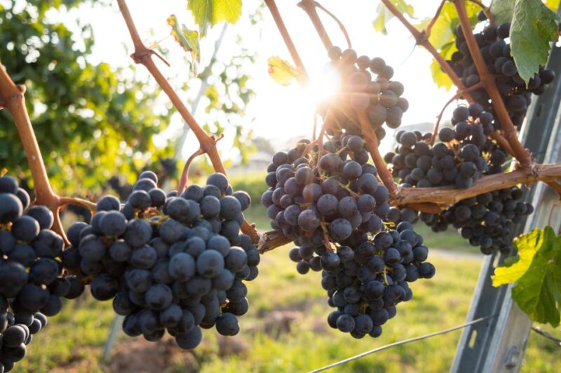 Verona: Horseback Riding and Wine Tasting Experience - Highlights of the Horseback Riding and Wine Tasting