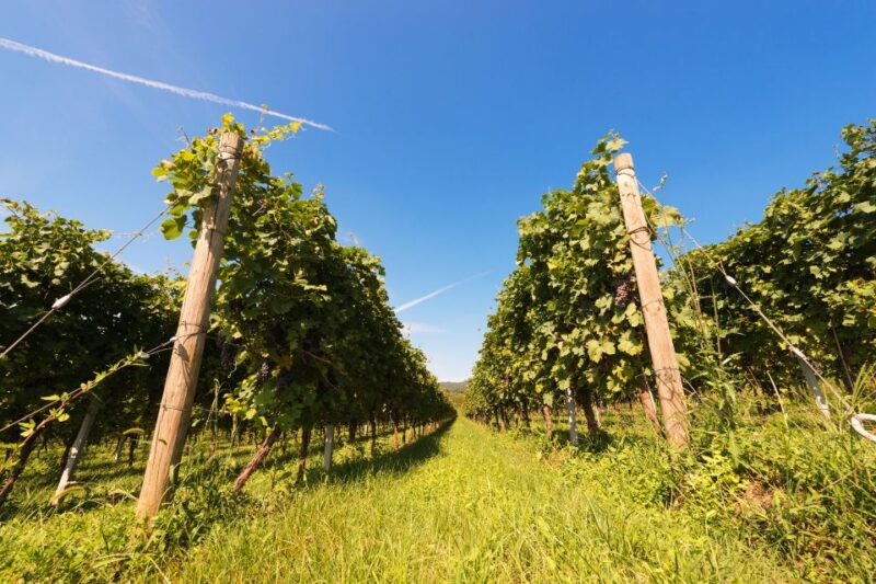 Verona: Private Tour of Soave and Amarone - Explore Soave and Valpolicella