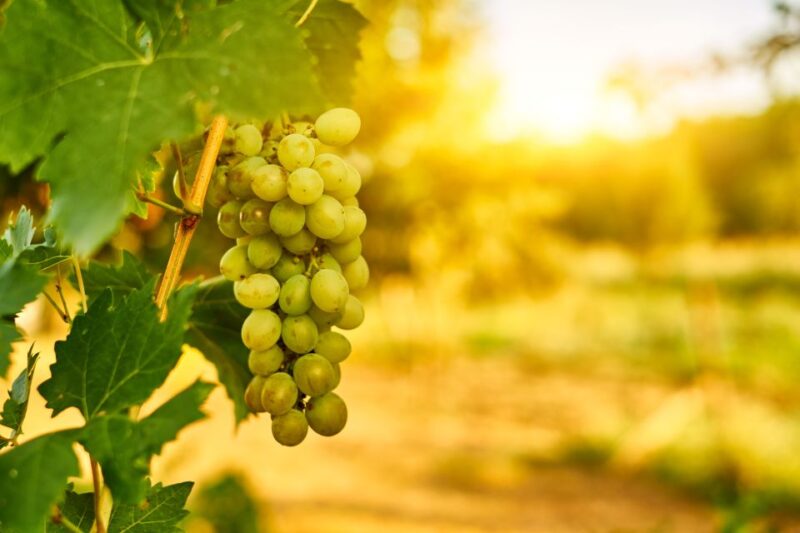 Verona: Private Tour of Soave and Amarone - Taste Soave Wines and Amarone