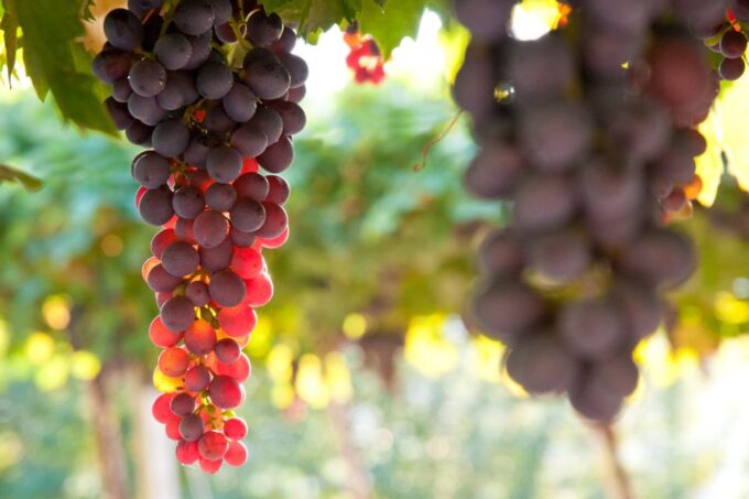 Verona: Private Tour of Soave and Amarone - Frequently Asked Questions