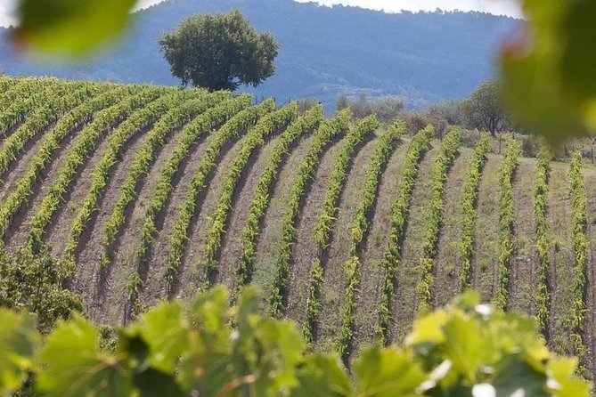 Vespa Tour in Chianti Small Group From Florence - Customer Feedback and Concerns