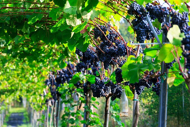 Vesterhave Vineyard and Wine Shop Visit - Organically Produced - Winery Tour and Wine Tasting