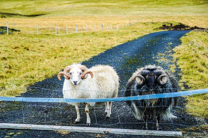 Vestmannaeyjar Private Day Tour - Included Lunch and Refreshments