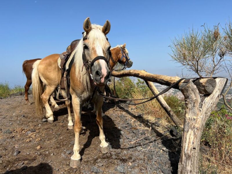 Vesuvius Horseback Riding With Tasting - Private Tour - Cancellation Policy