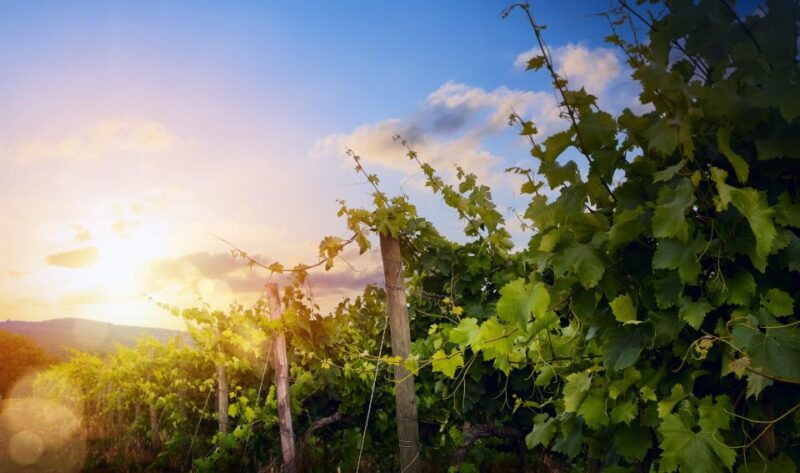 Vesuvius National Park: Winery Tour With Wine Tasting Lunch - Winemaking Process and Heritage