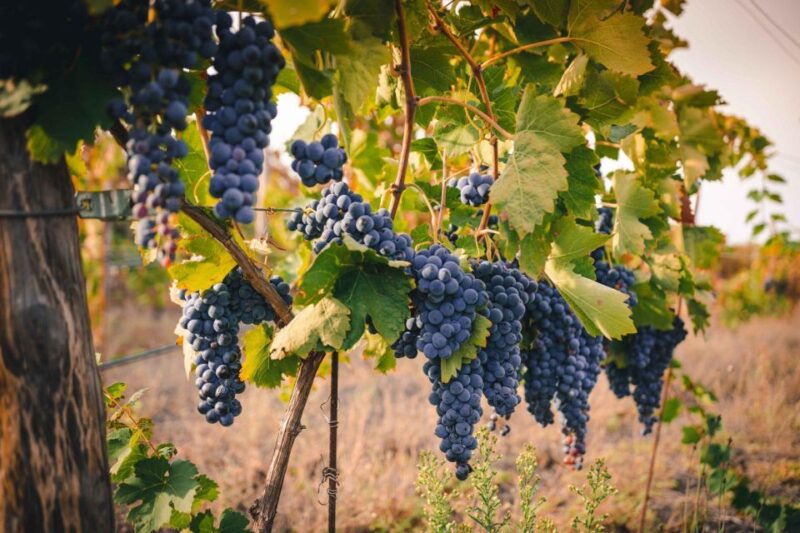 Vesuvius National Park: Winery Tour With Wine Tasting Lunch - Explore Vesuvius National Park