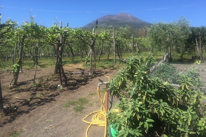 Vesuvius Wine Tour - Cancellation Policy