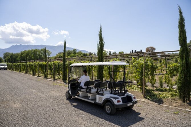 Vesuvius Wine Tour With Tastings and Lunch  - Sorrento - Experience Overview