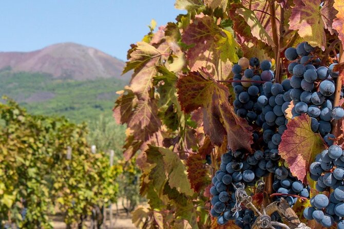 Vesuvius With Wine Tasting and Lunch Included From Naples - Additional Information