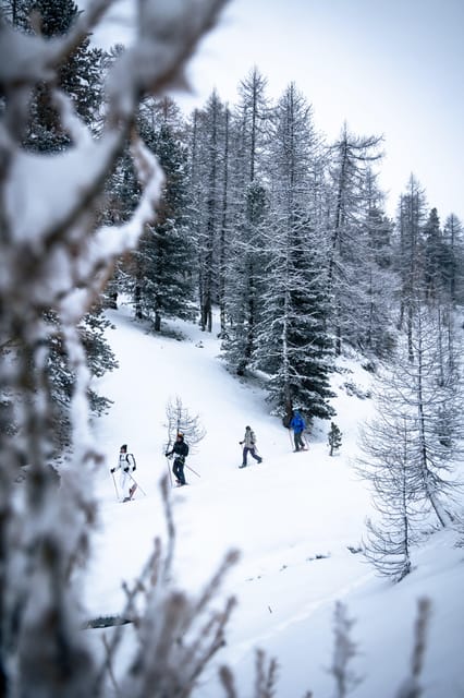 Vialattea: Snowshoeing in the Snowy Forest - Guided Tour Highlights