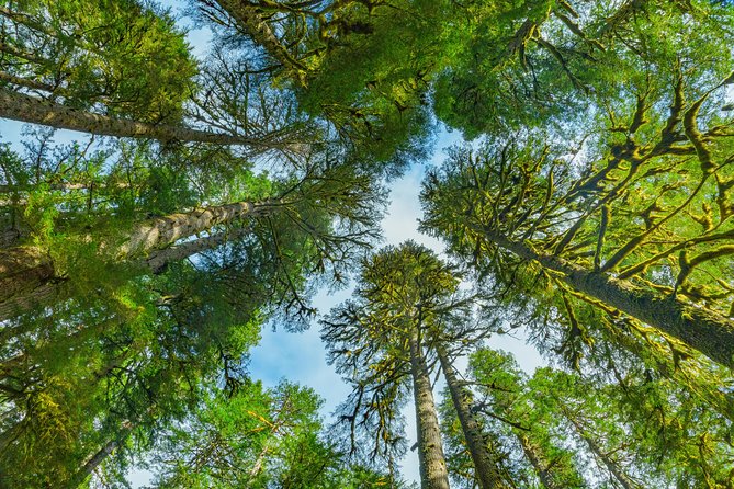 Viator Exclusive Tour- Olympic National Park Tour From Seattle - Hurricane Ridge Exploration