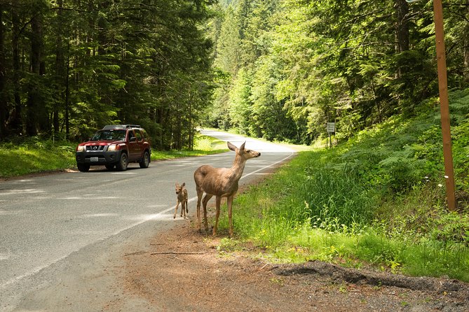 Viator Exclusive Tour- Olympic National Park Tour From Seattle - Crescent Lake Discovery