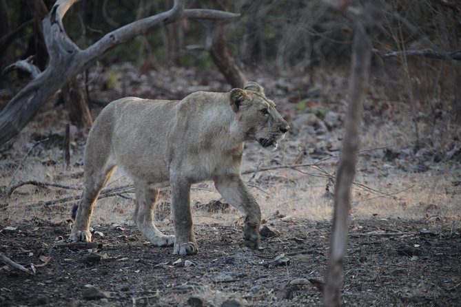Vibrant Gujarat - Encountering the Rabari Nomads