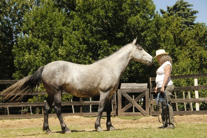 Vibrate Your Horse Heart - Healing With Horses - Tailored Individual Experiences