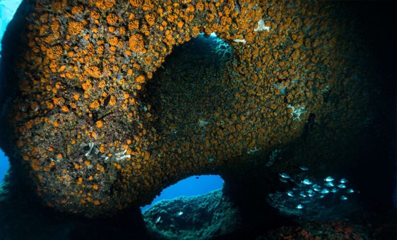 Vico Equense: Course Advanced Open Water Diver - Prerequisites