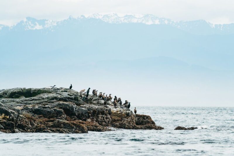 Victoria: 3-Hour Whale Watching Tour in a Zodiac Boat - Customer Experience and Feedback